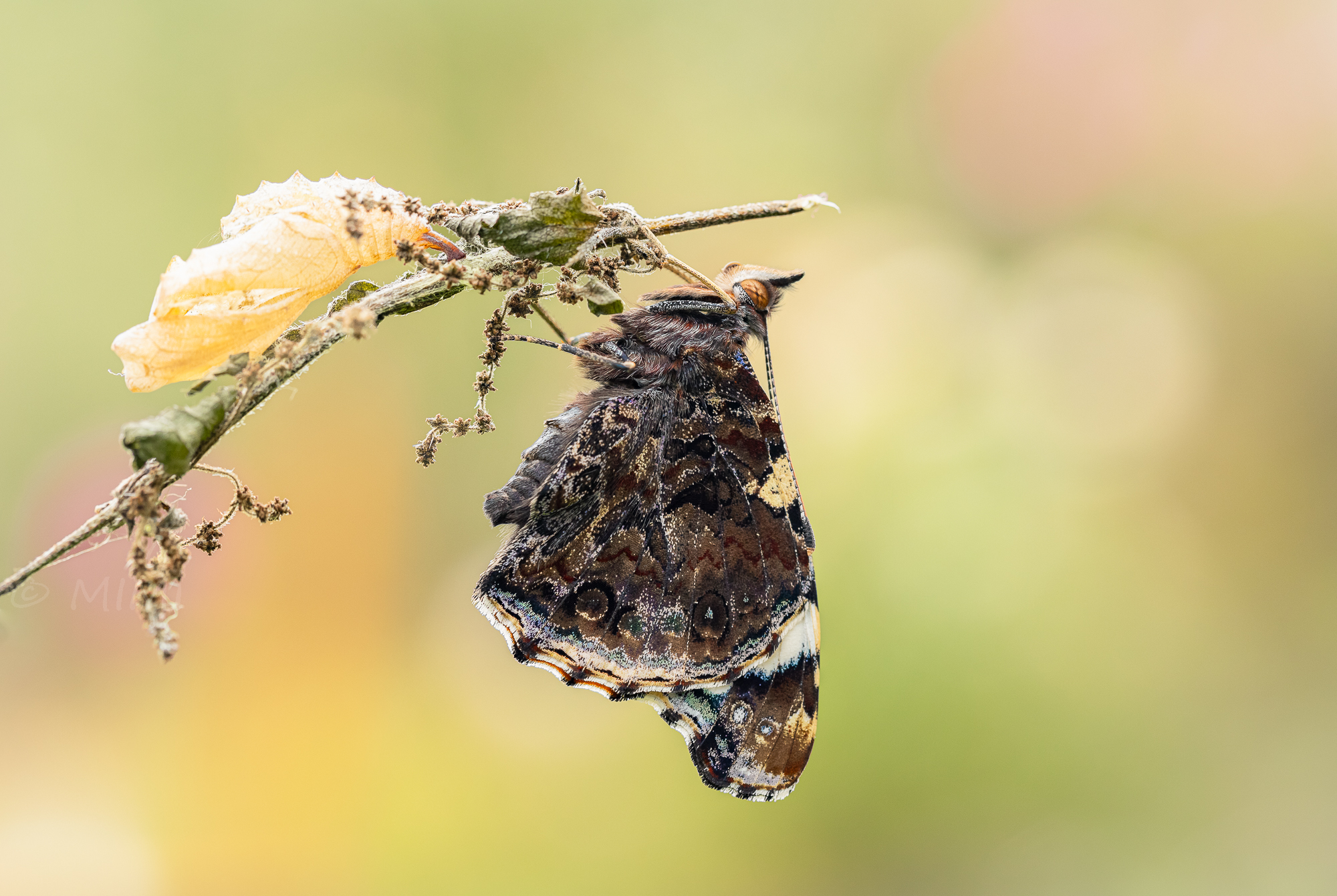 Herbstadmiral