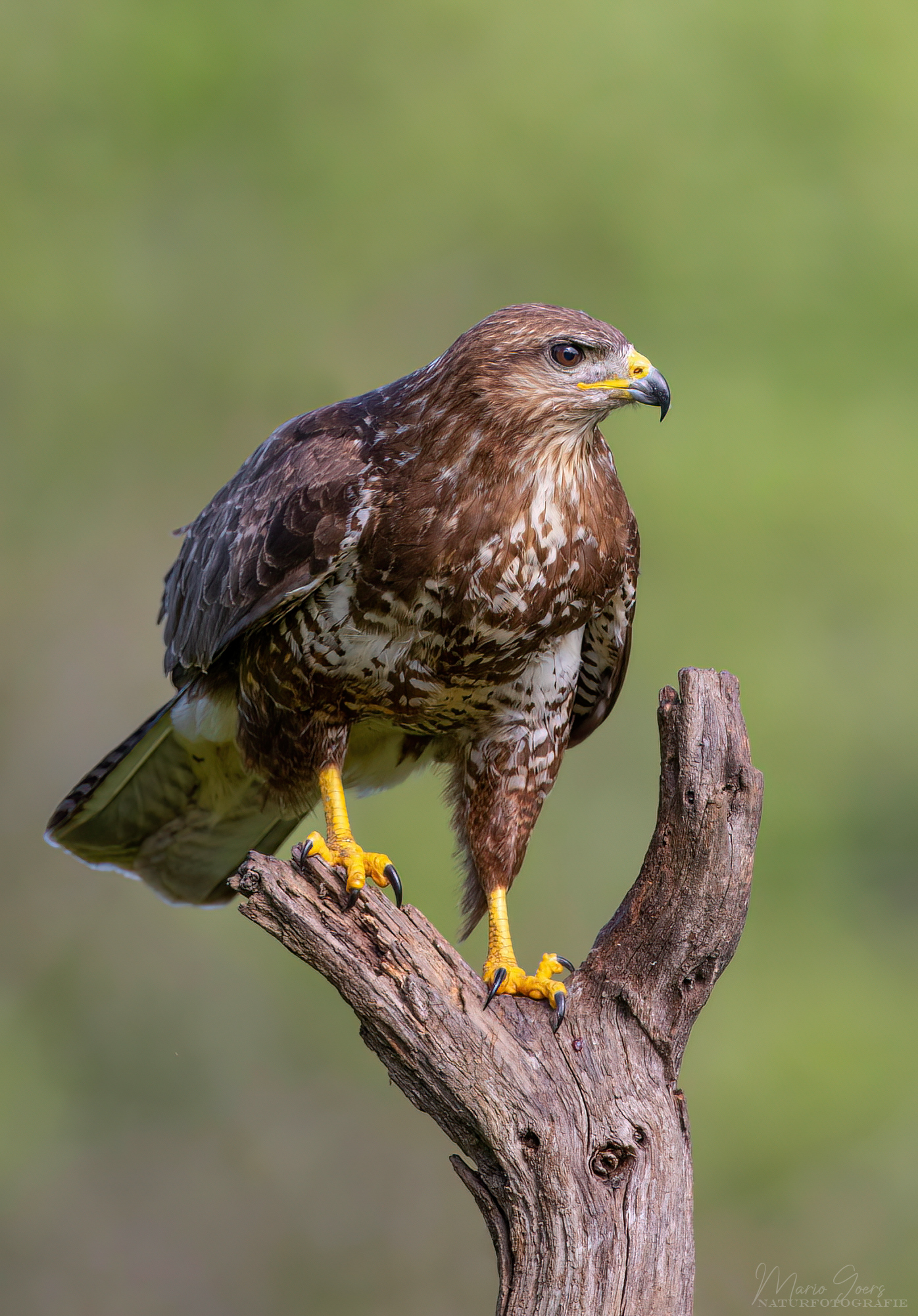 Mäusebussard