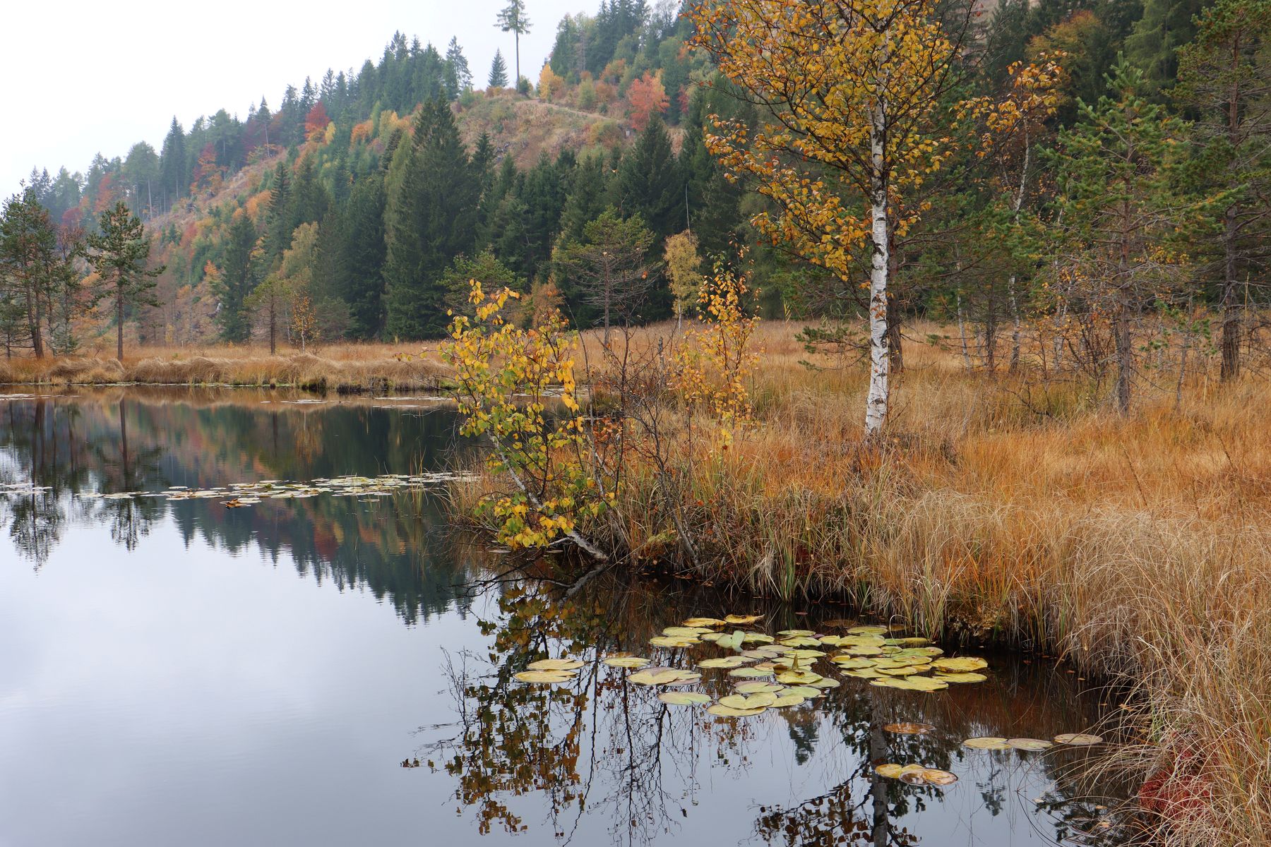 Herbst am Weiher