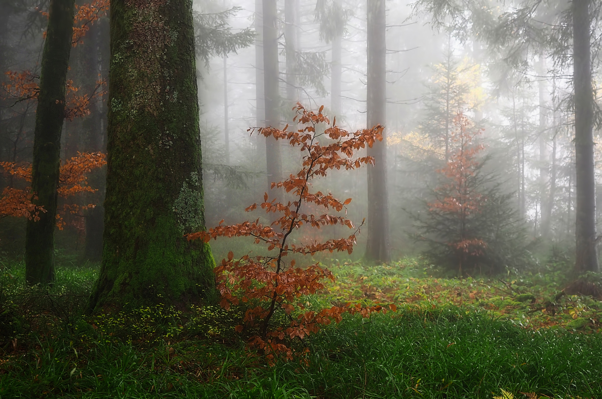 Herbstlicher Wald