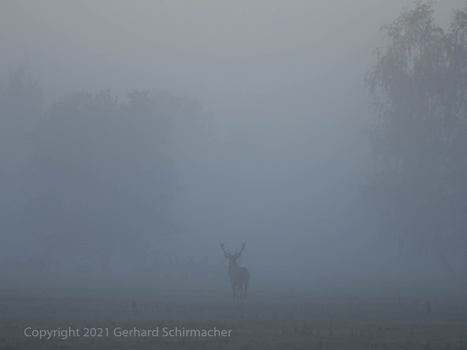 Nebelhirsch