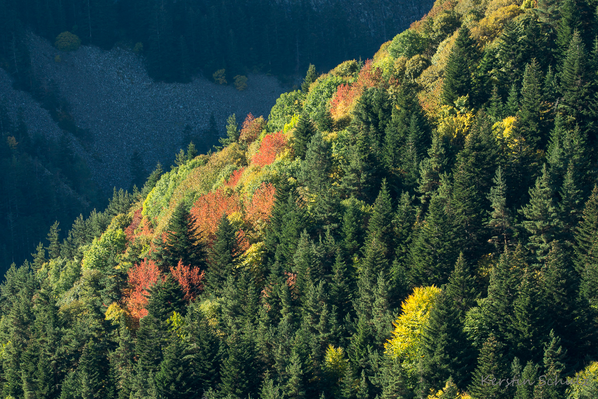 Herbstwald