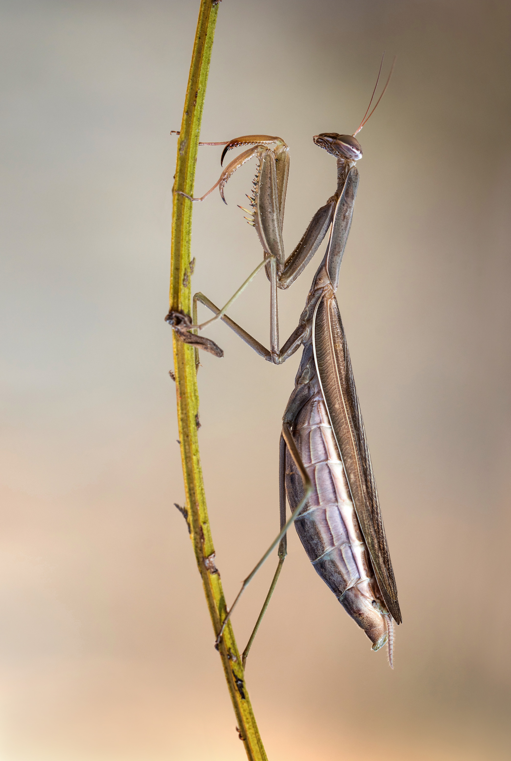 ...noch ne Mantis (Forum für Naturfotografen)