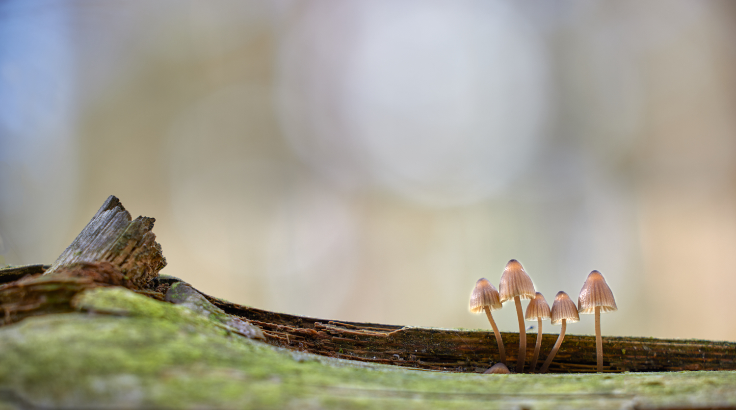 Winzig (Forum für Naturfotografen)