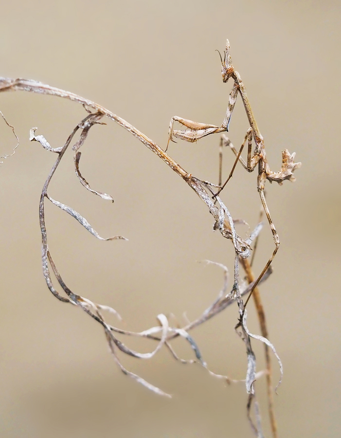 Junge Haubenschrecke (Empusa pennata)...
