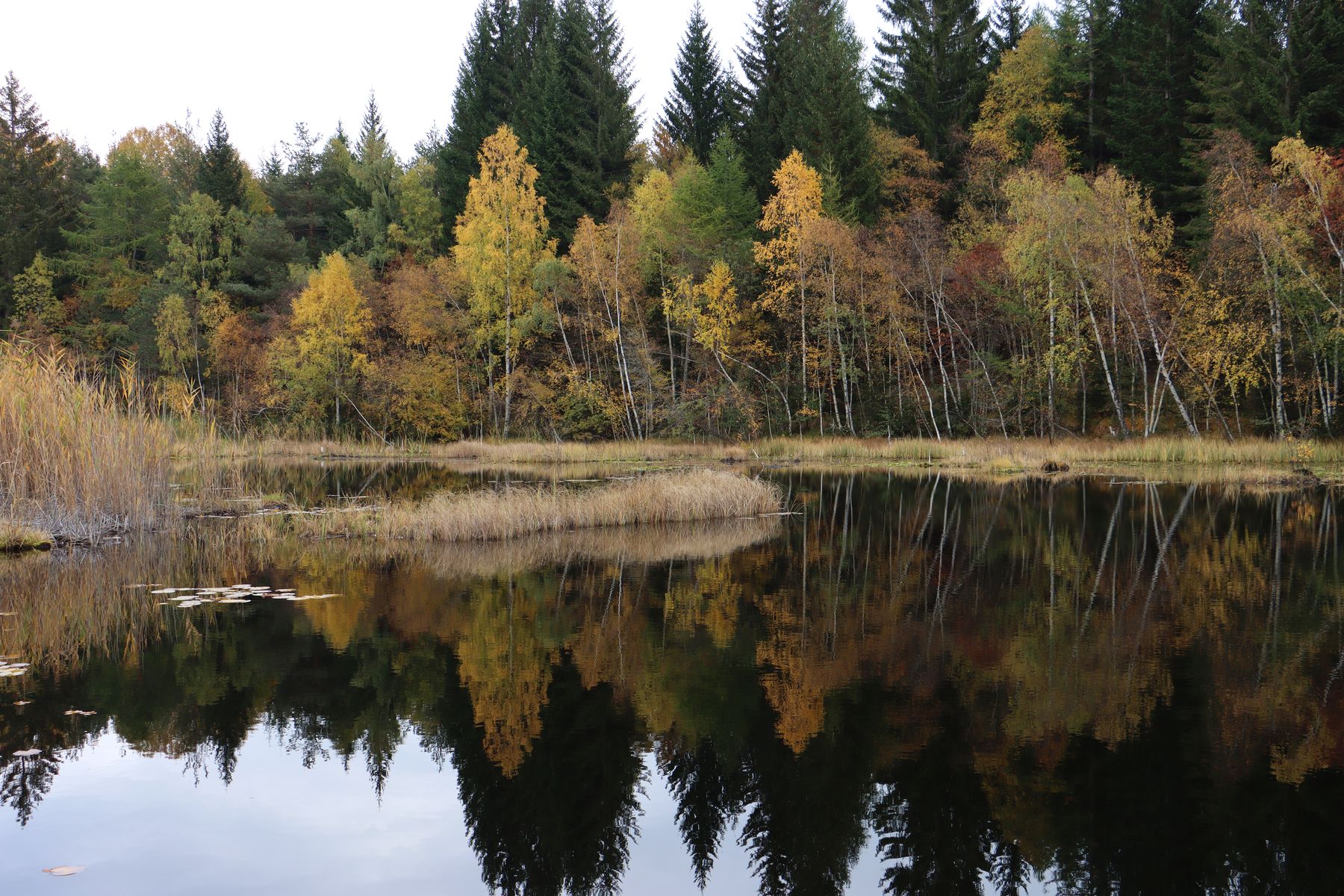 Herbst im Moor