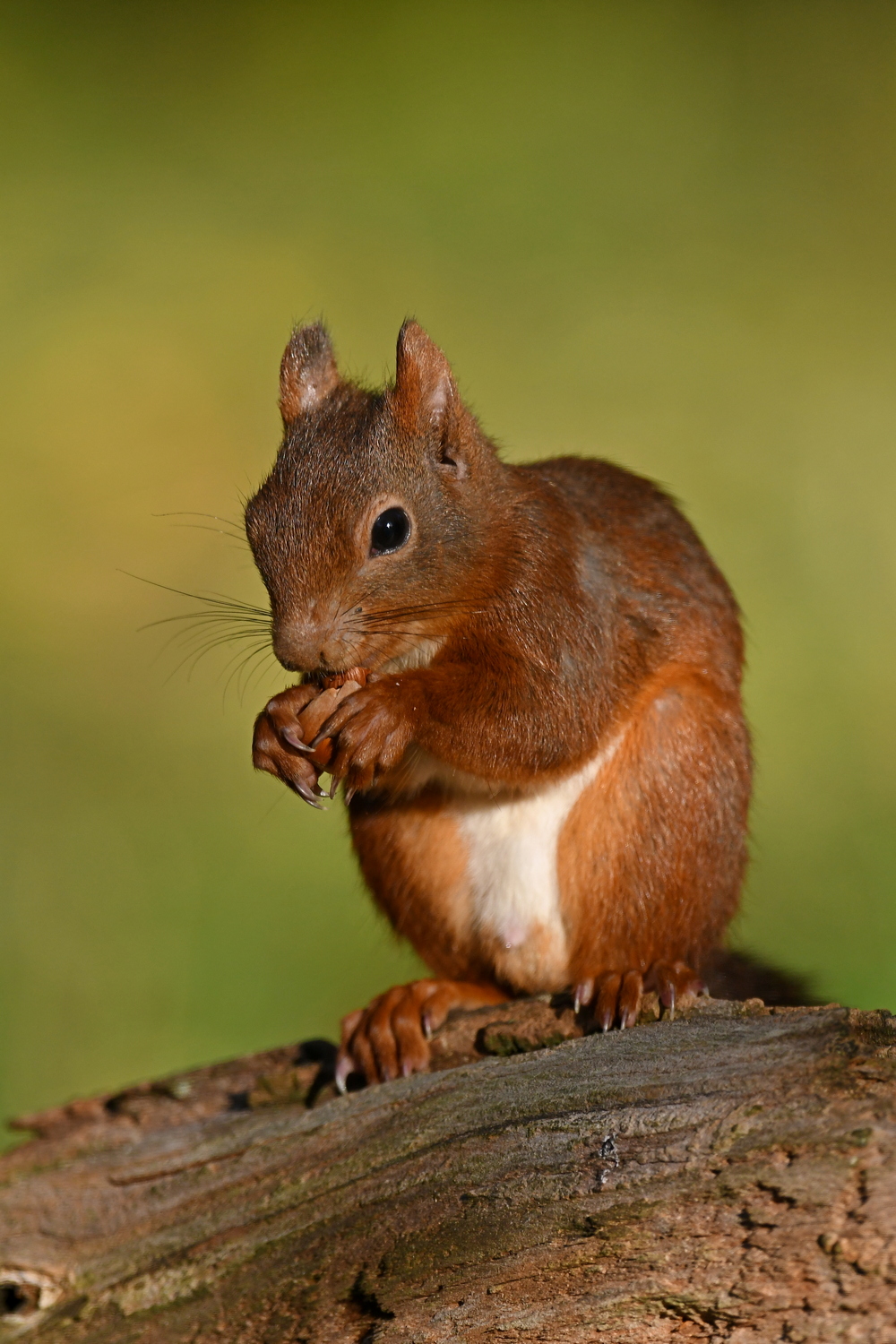Eichhörnchen