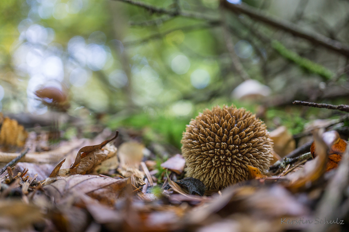 Igel-Stäubling