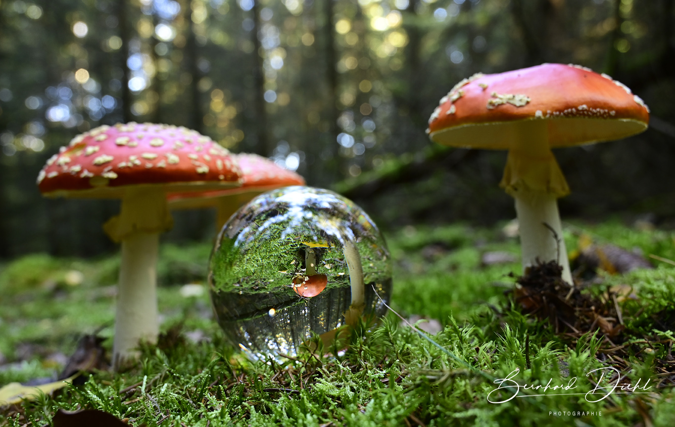 Spielerei im Pilzwald