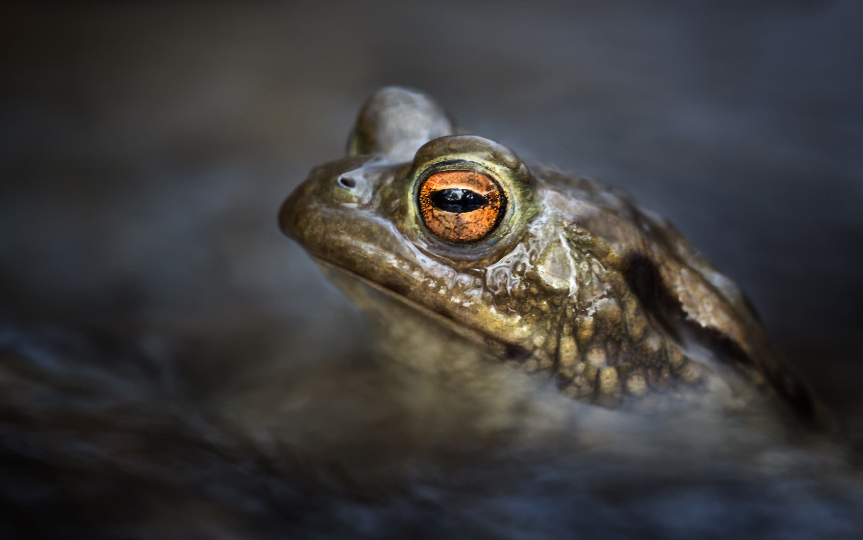 Ein Portrait...