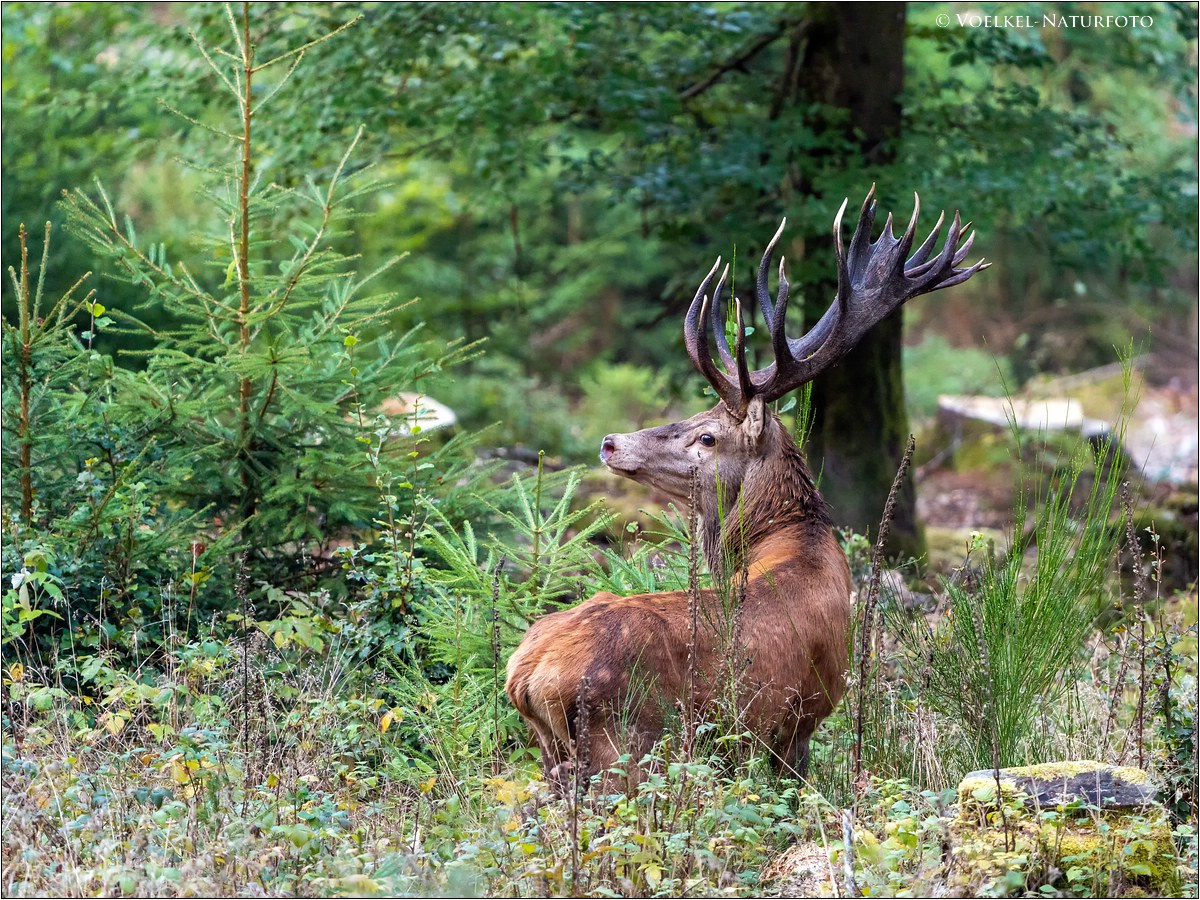 Hirschbrunft