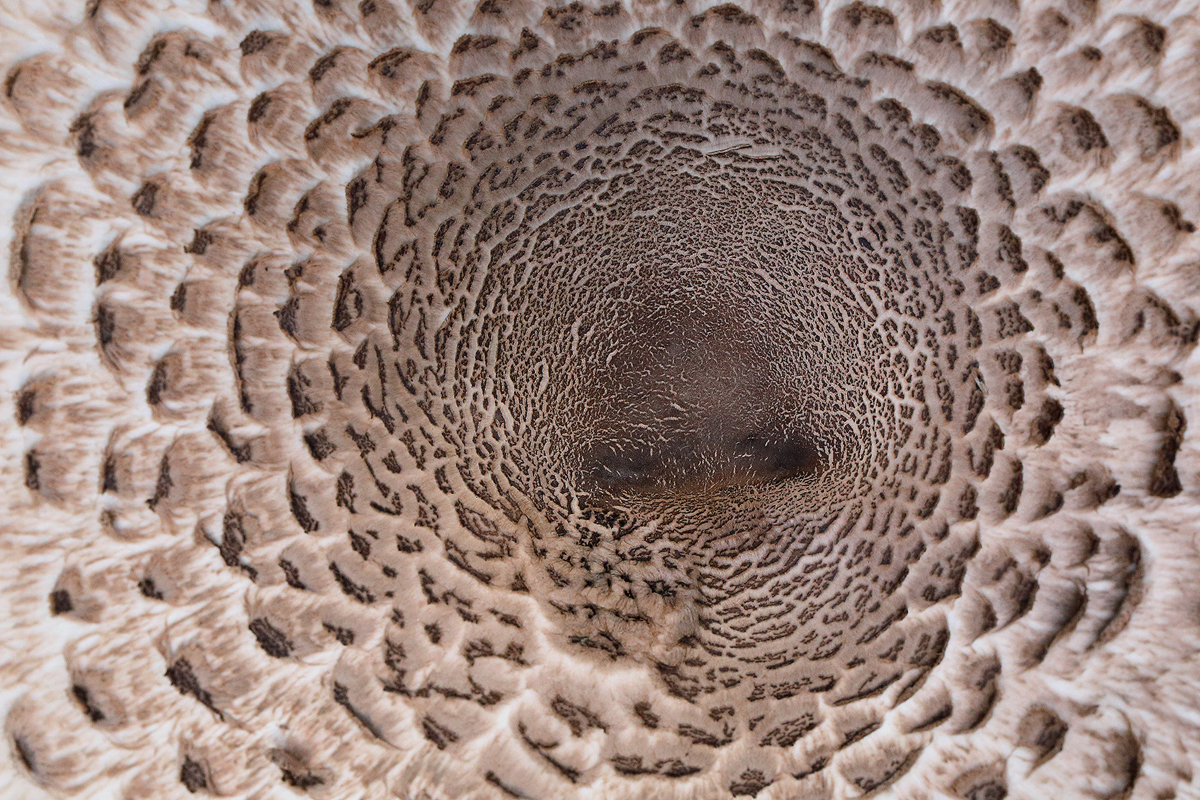 Parasol