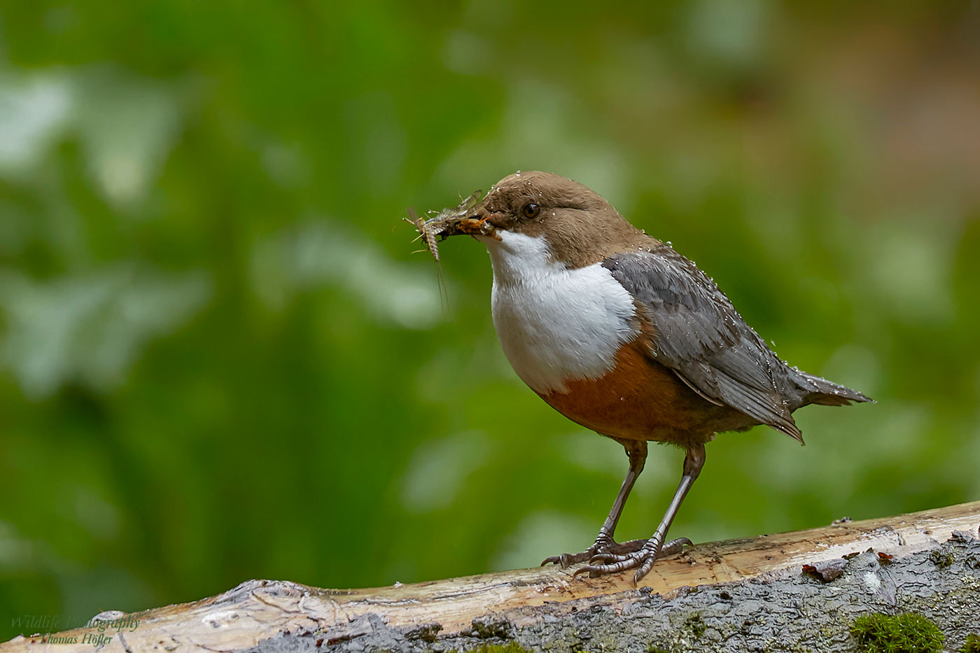 Wasseramsel