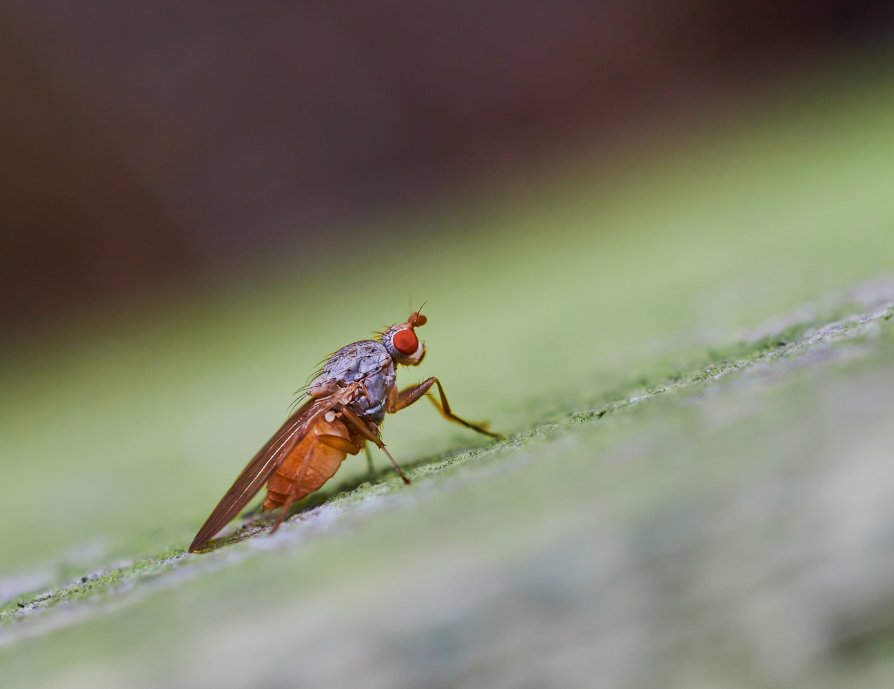 Tephrochlamys sp.