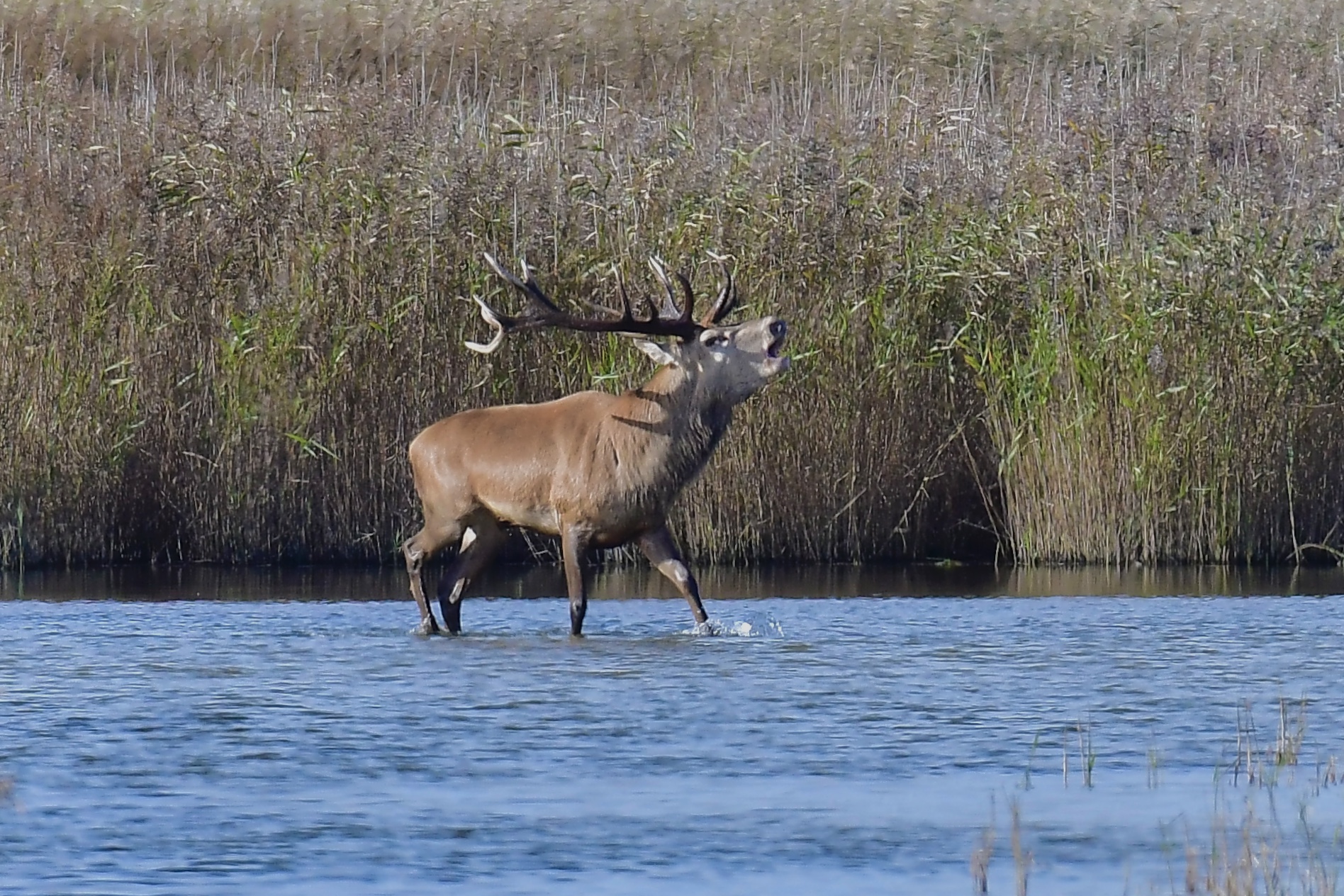 Der Platzhirsch