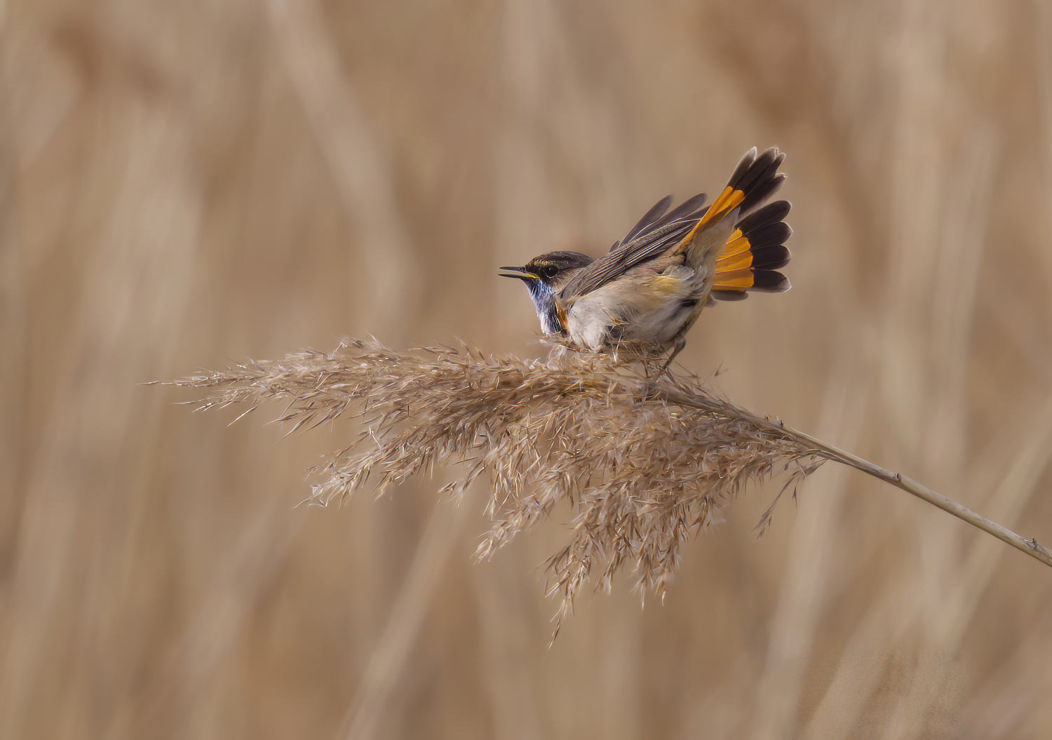 Blaukehlchen in Balzstimmung