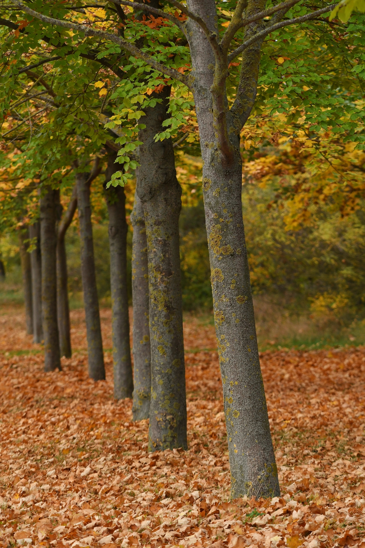 Herbstimpression