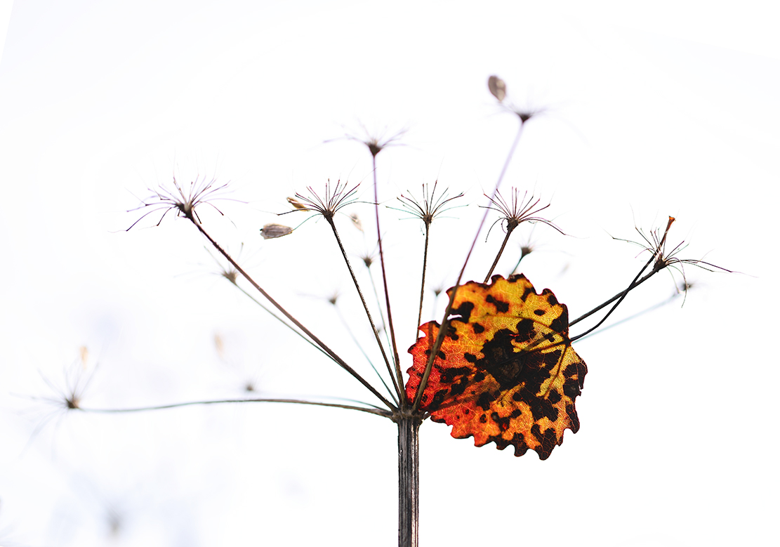 Herbst