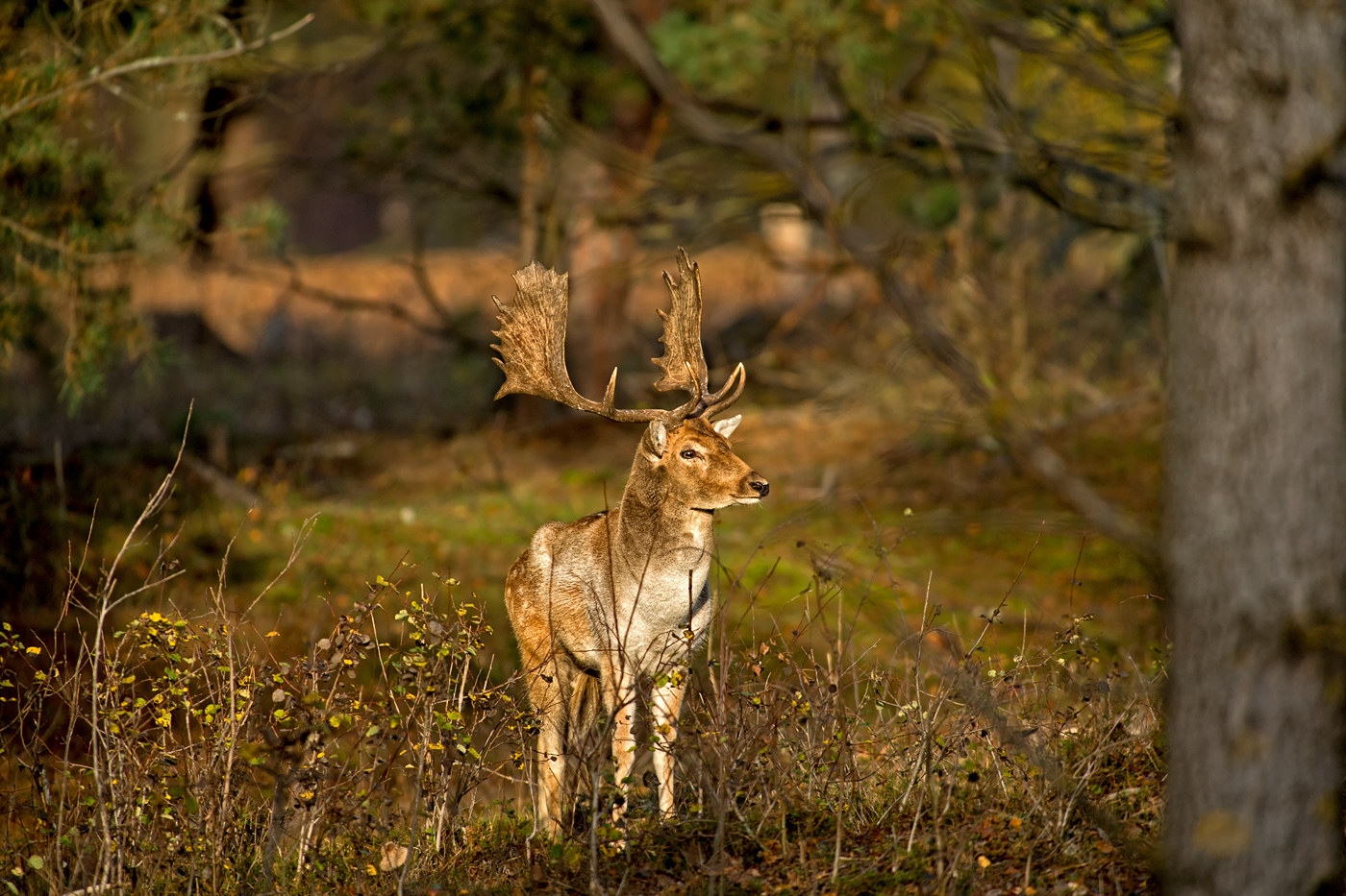 Damhirsch in der Morgensonne