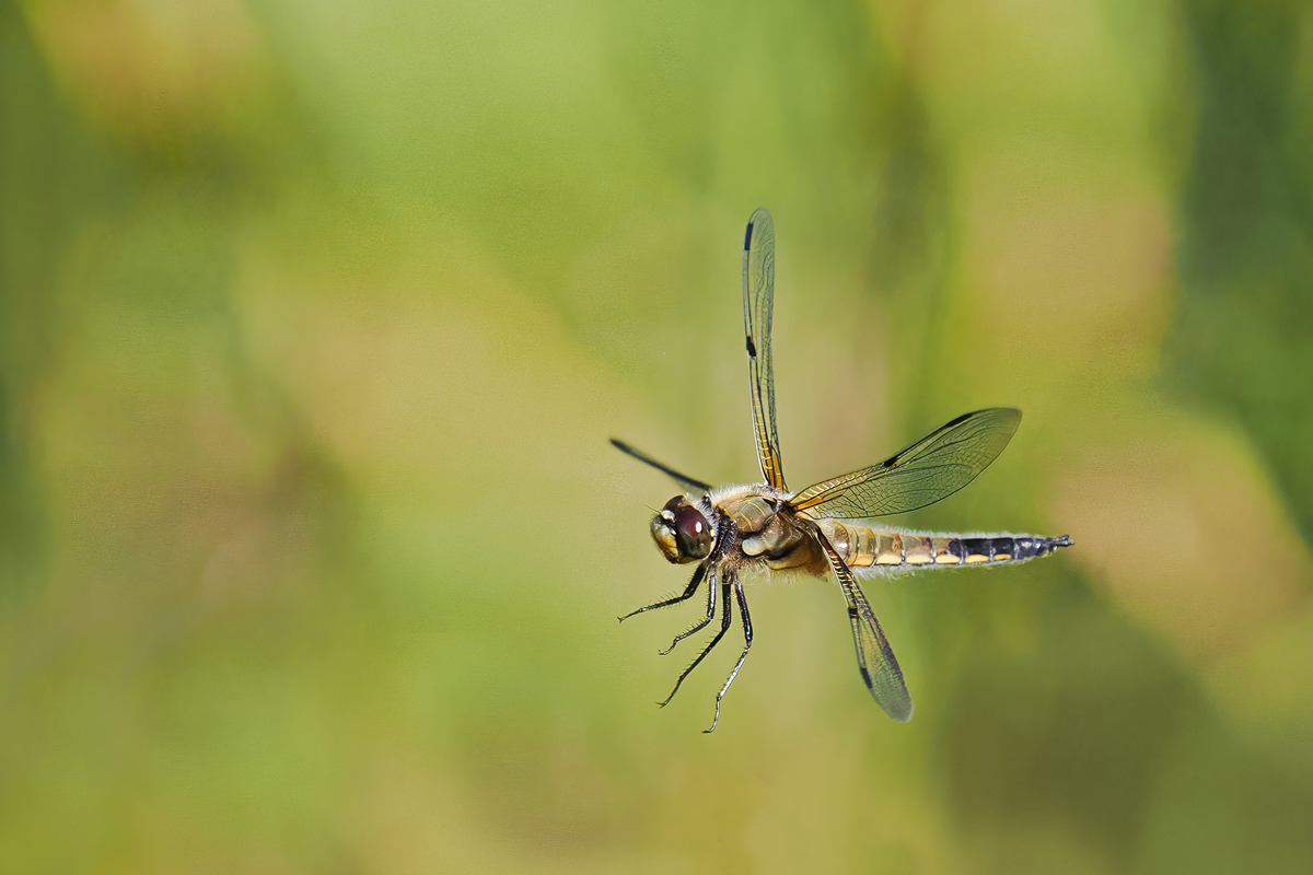 Ready for landing