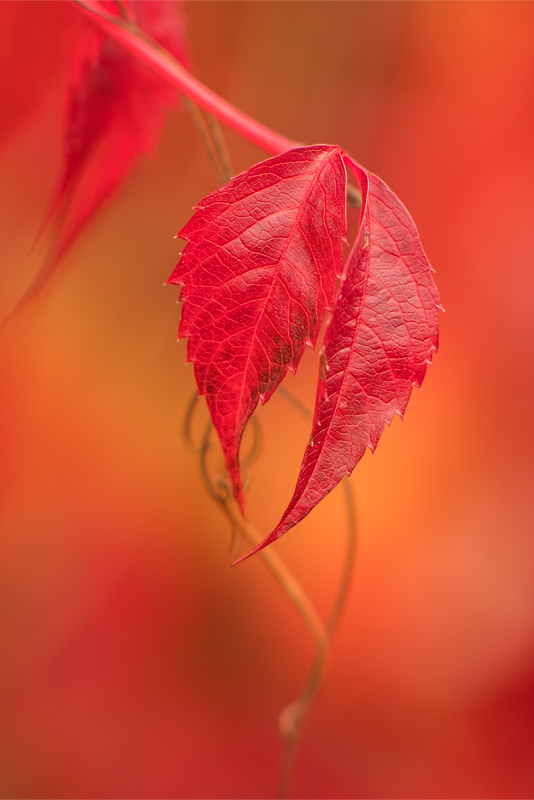 - Herbstleuchten -