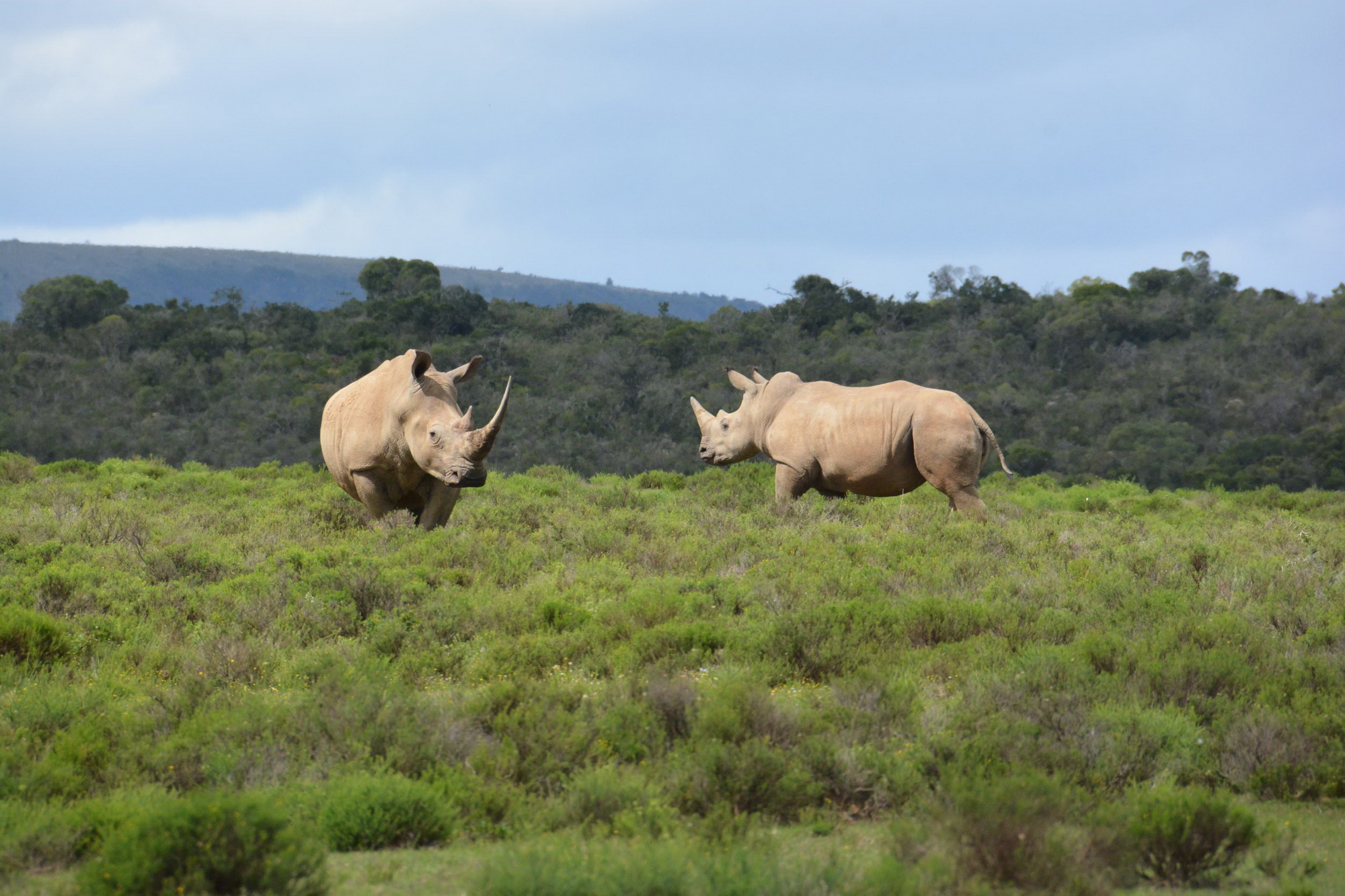 White Rhino