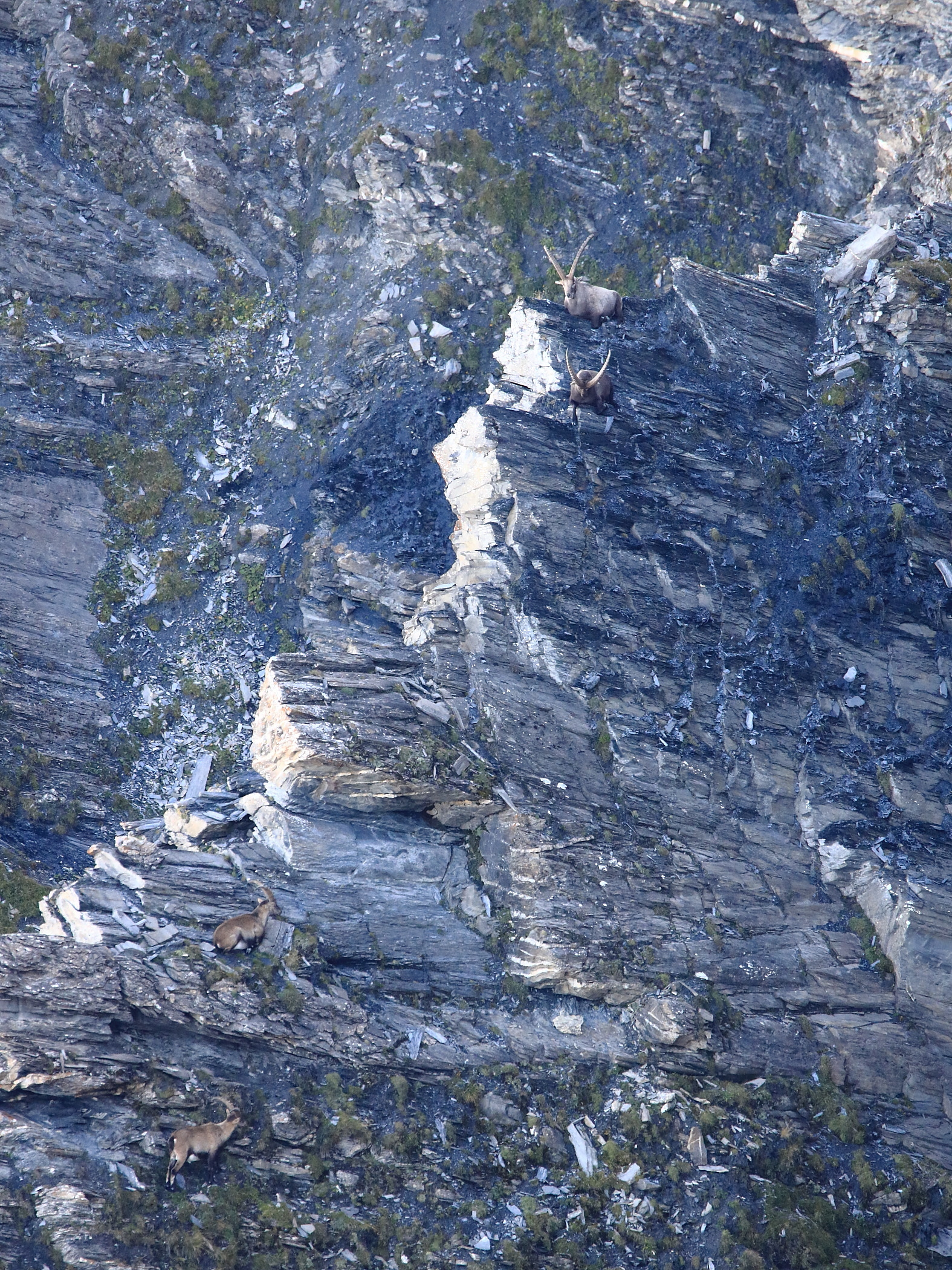 Alpenkönig