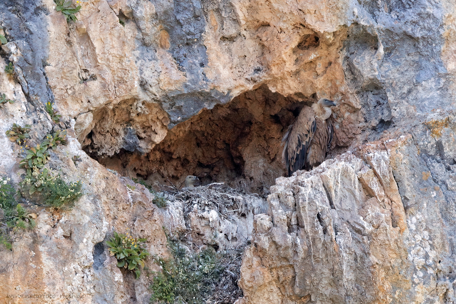 Die Geierhöhle