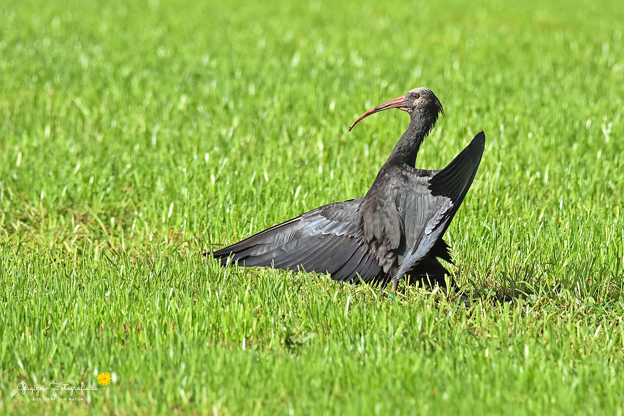 Ein Waldrapp ...