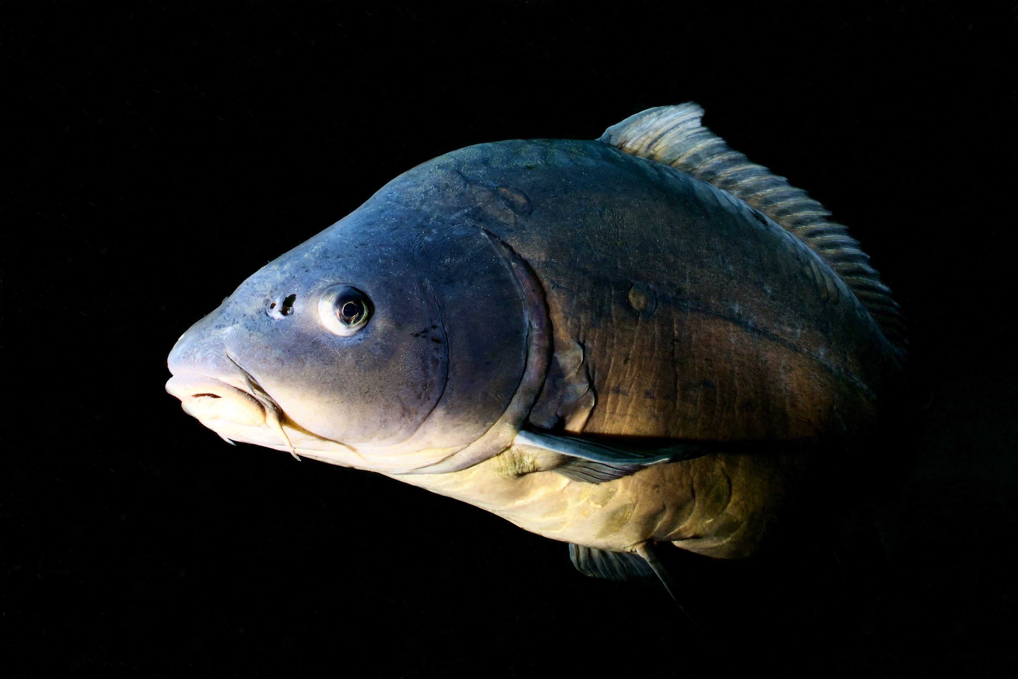 Spiegelkarpfen unter dem Steg