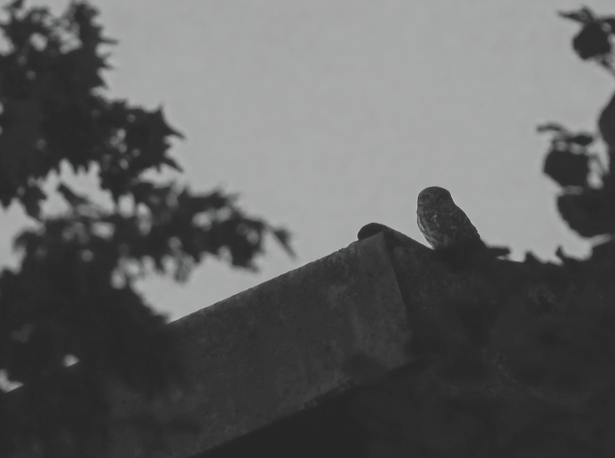 Alles grau in grau...Steinkauz B&W.