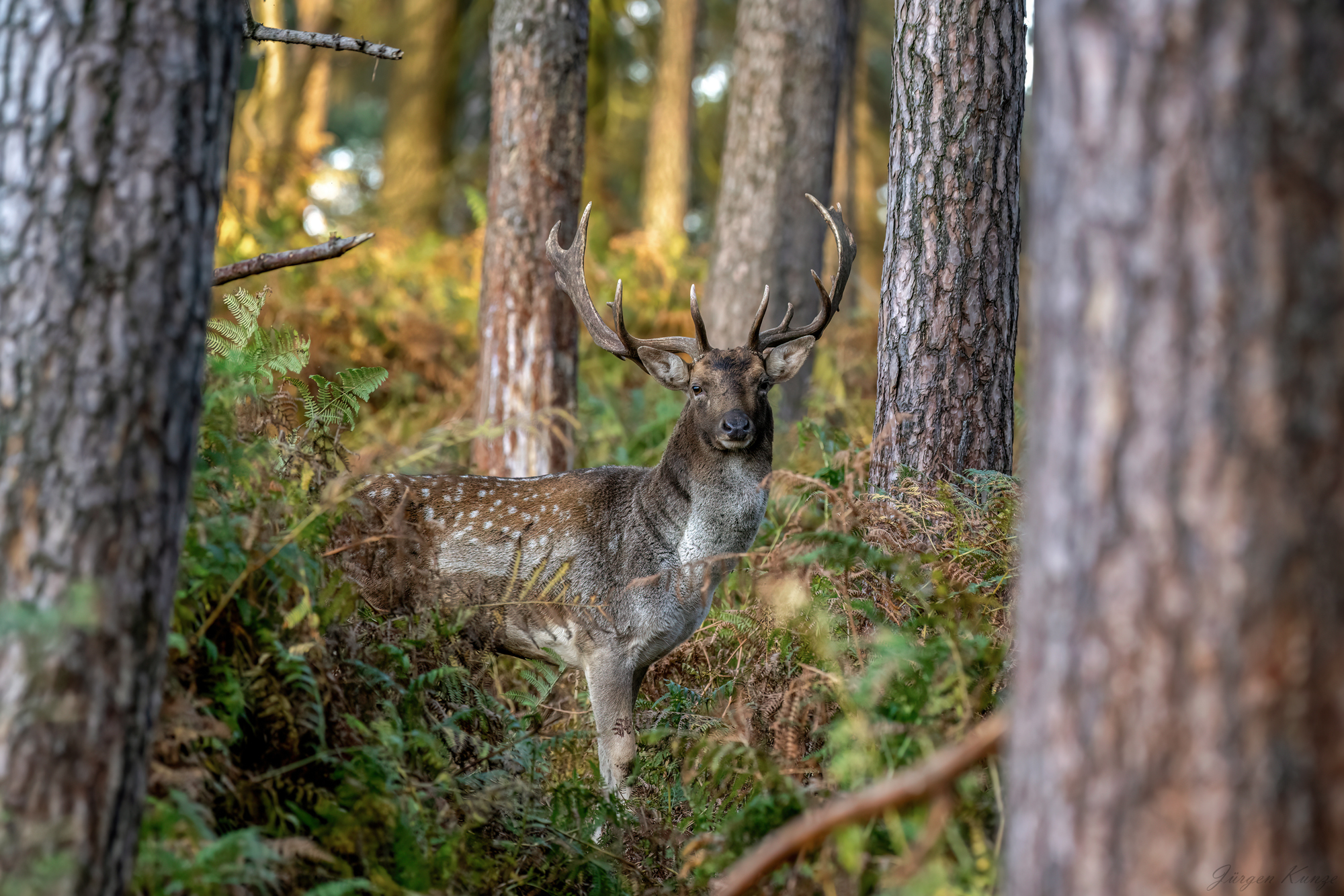 Damhirsch im Farn