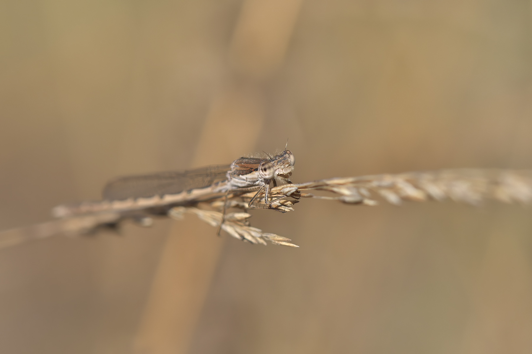 Zitronenfalter (Forum für Naturfotografen)