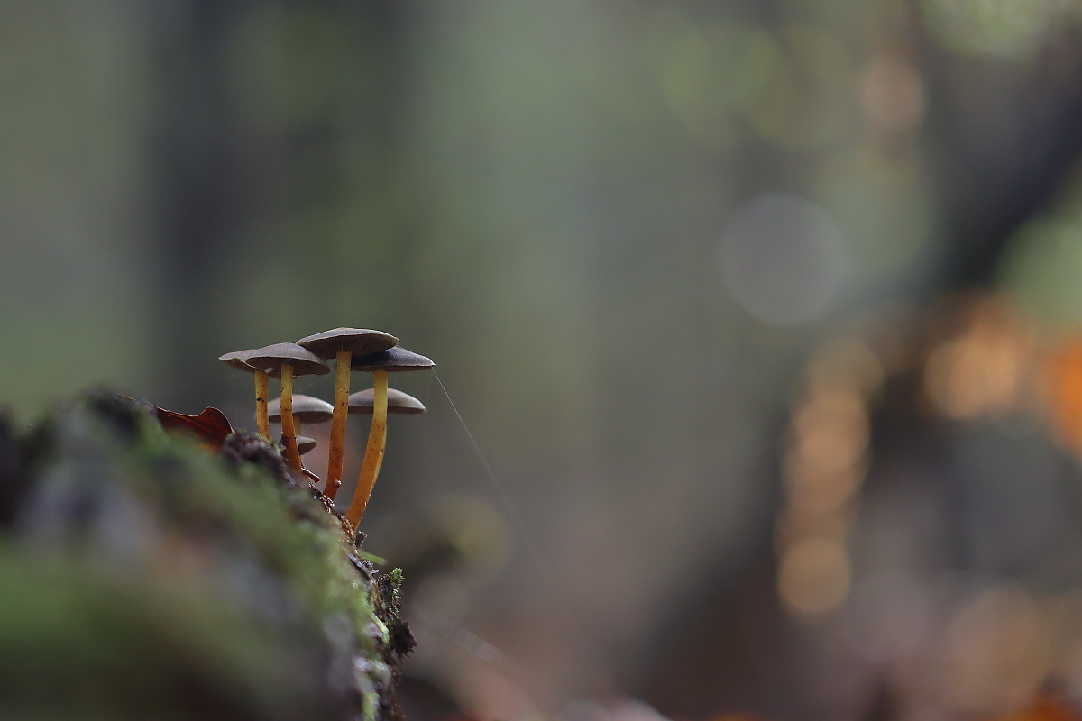 Pilzlandschaft