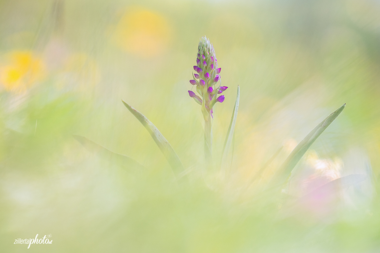 Pyramiden Hundswurz ( Anacamptis pyramidalis )