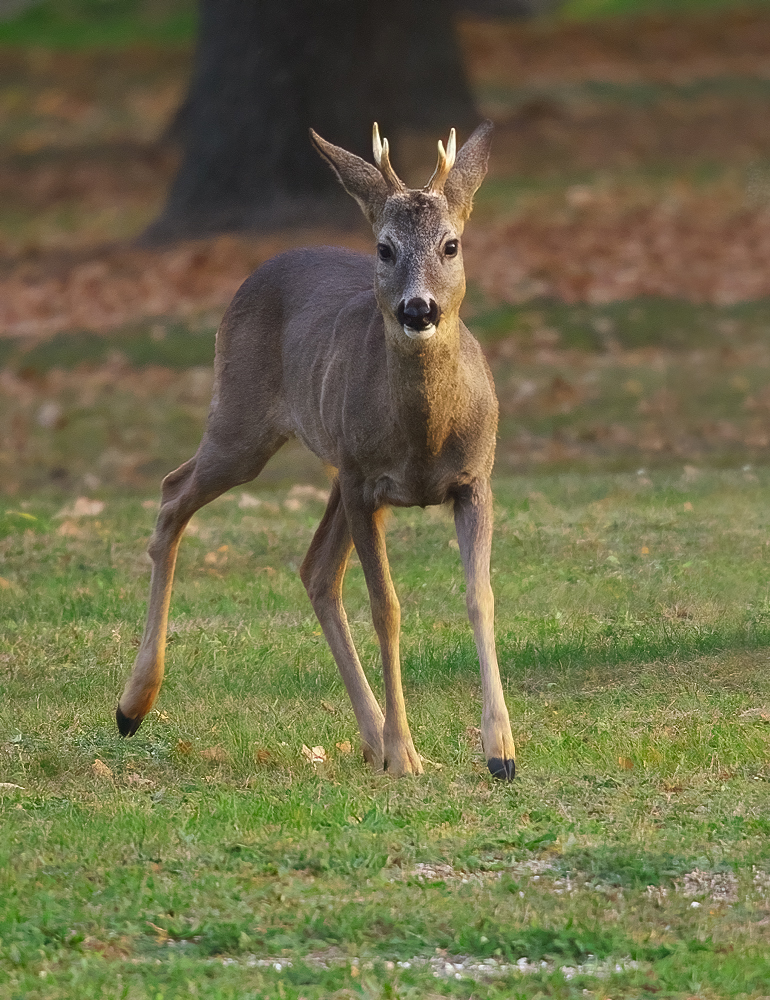 Damwildbrunft (Forum für Naturfotografen)