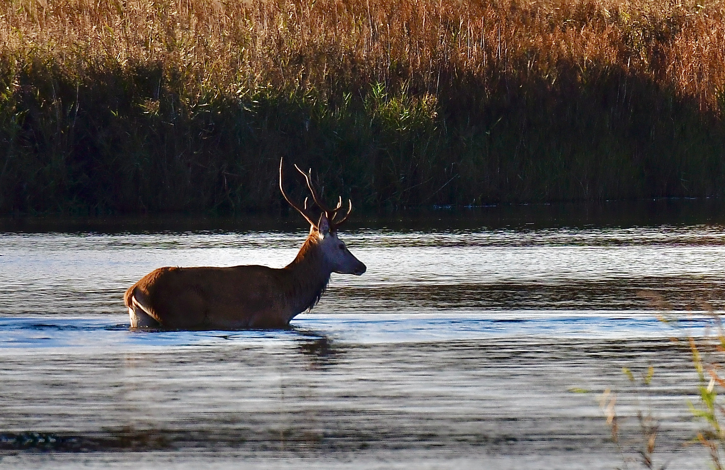 Hirschbrunft am Darßer Ort