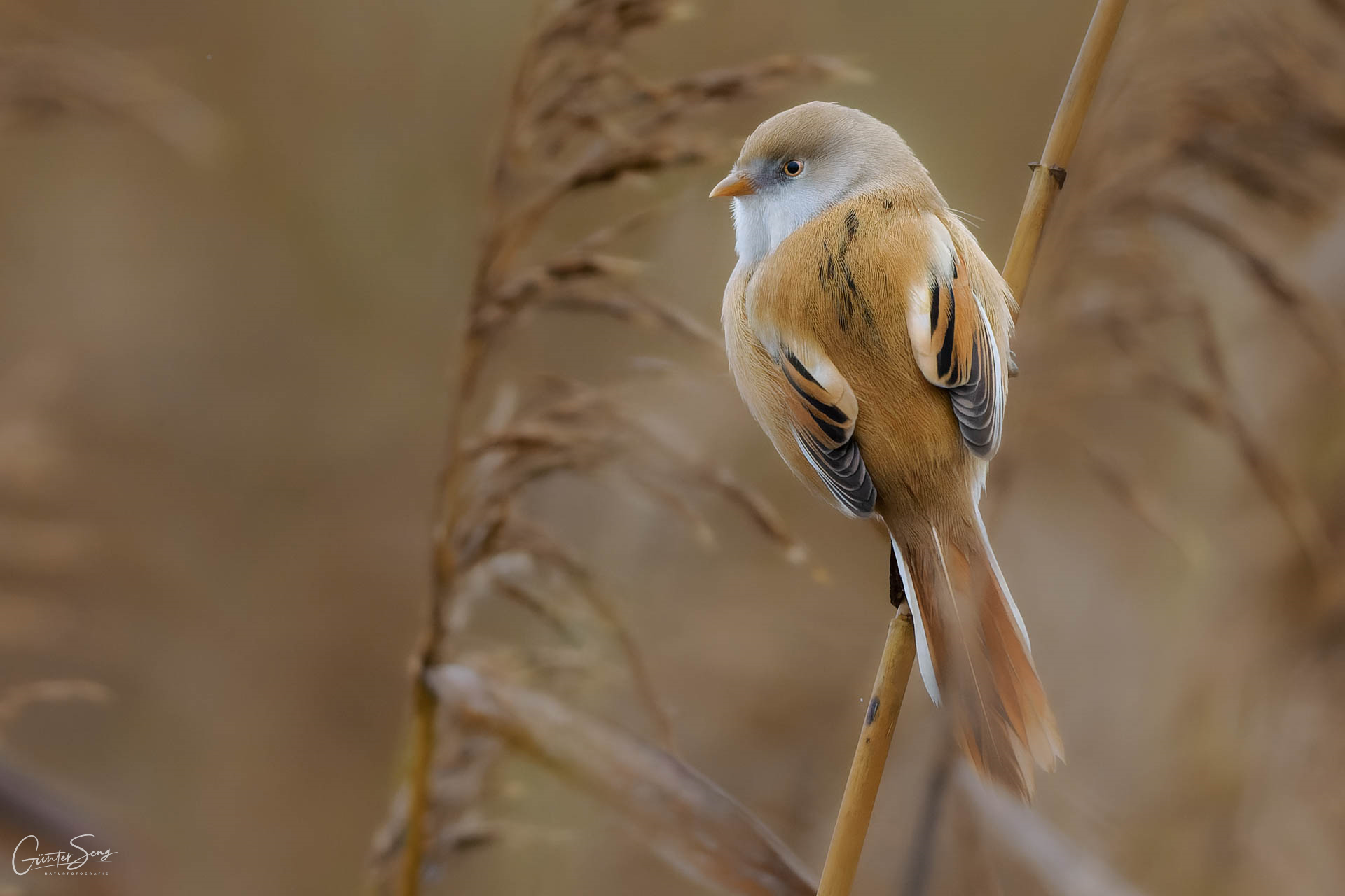 Die Bartmeisedame (Panurus biarmicus) ..