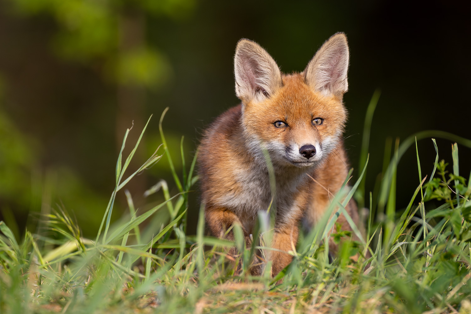 Ein Lächeln (Forum für Naturfotografen)