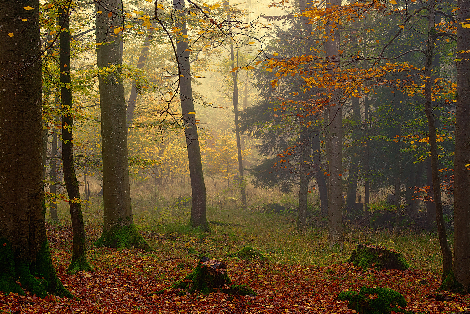 Herbstwald