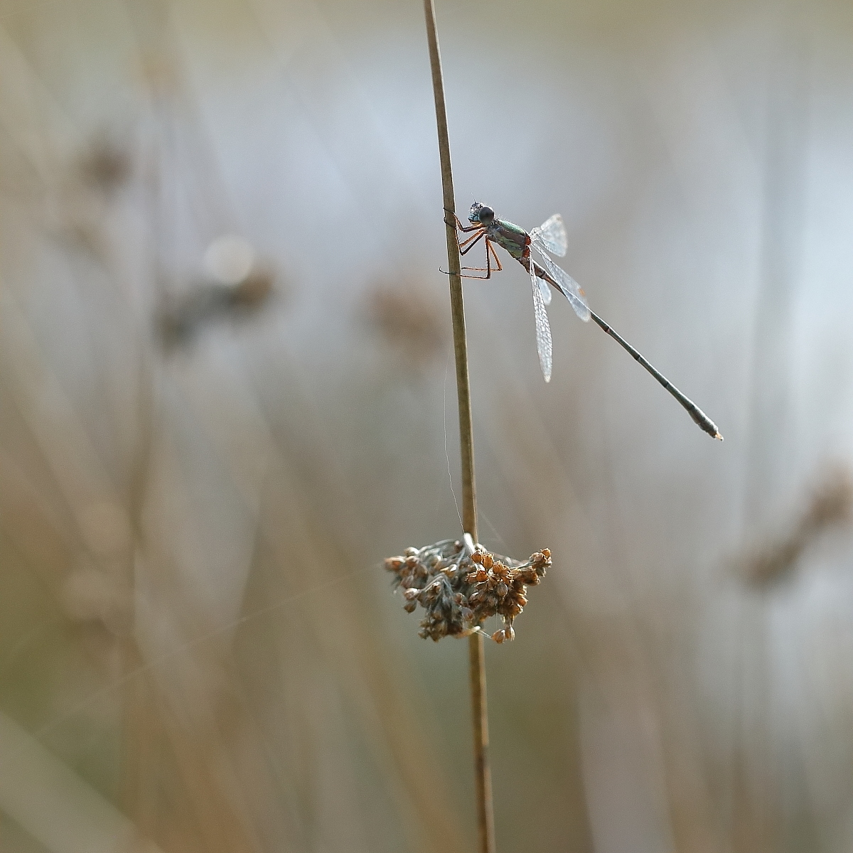 Herbstlibelle