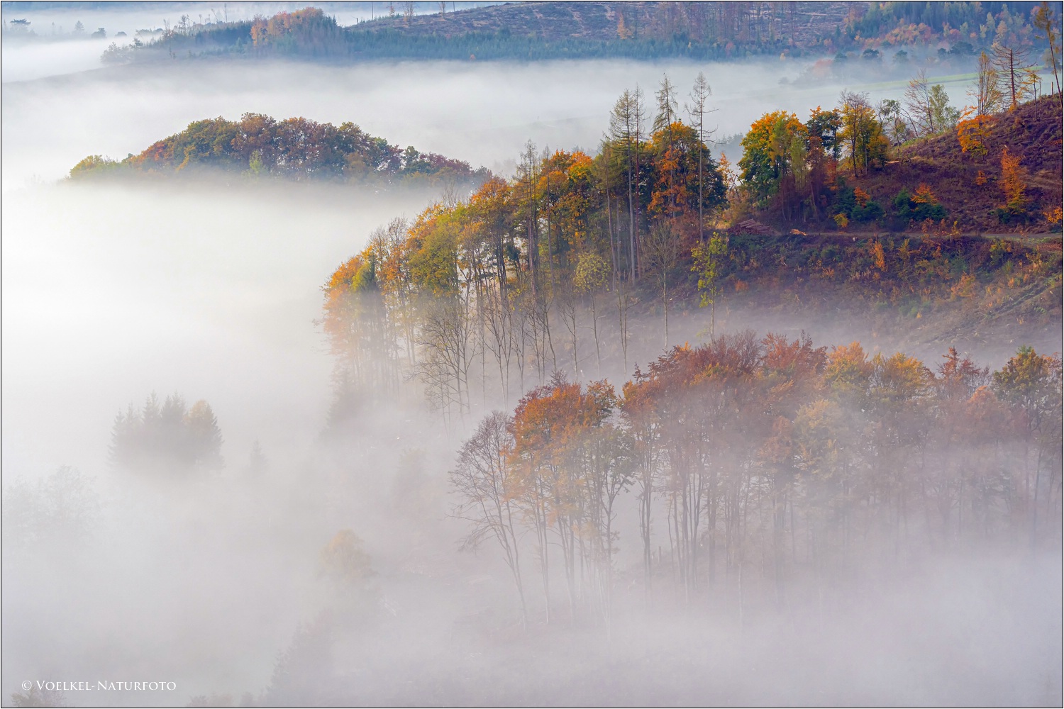 Wittgensteiner Herbstwald