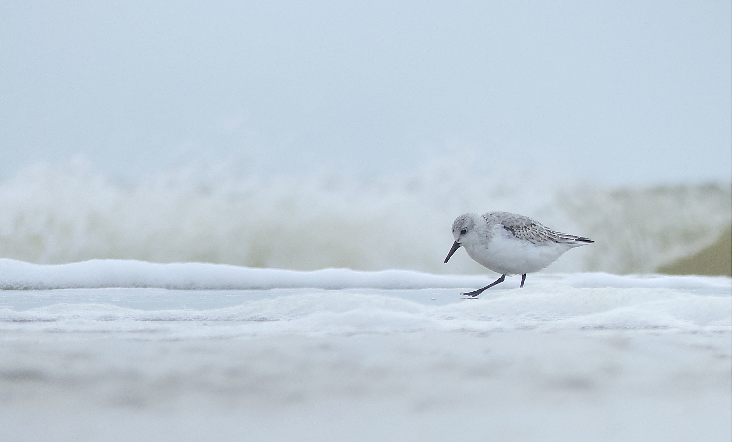 Sanderling bei der Nahrungssuche