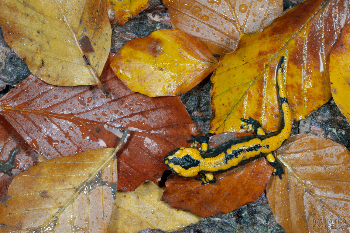 Gebänderter Feuersalamander