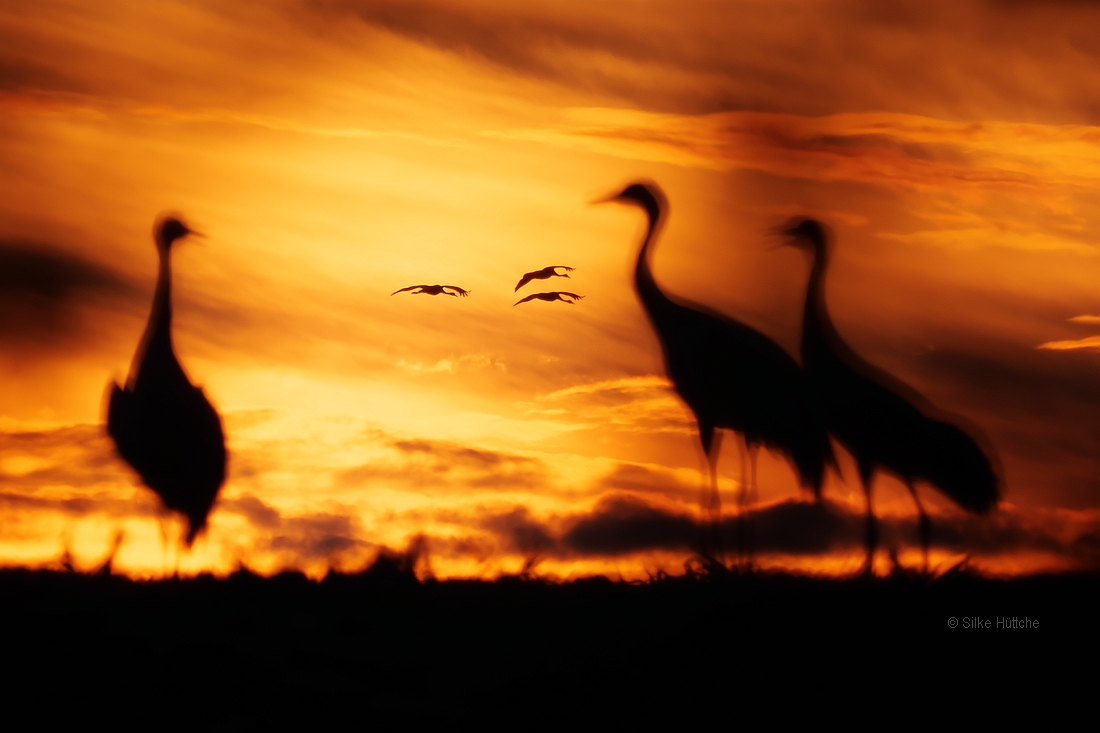 Kraniche im Sonnenuntergang