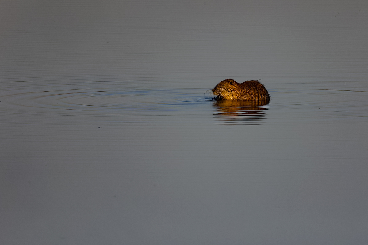 Nutria