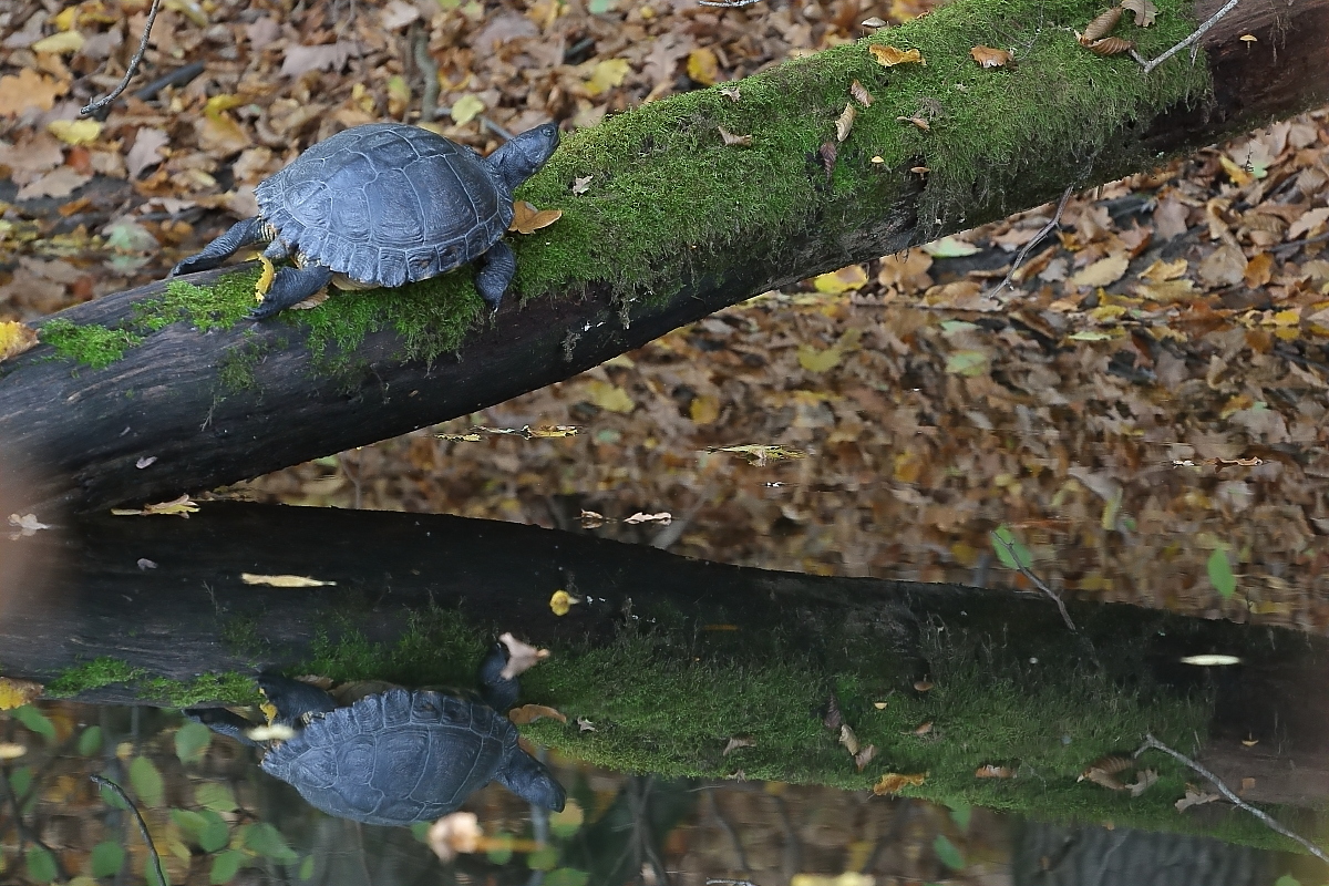 Schildkröte