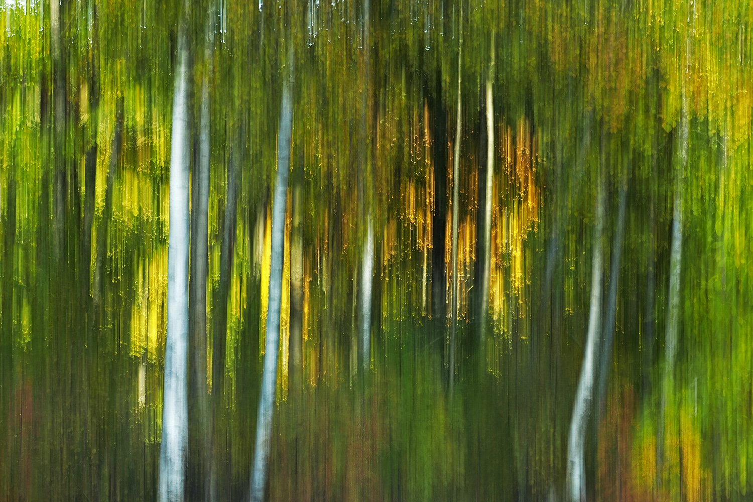 Herbstwald