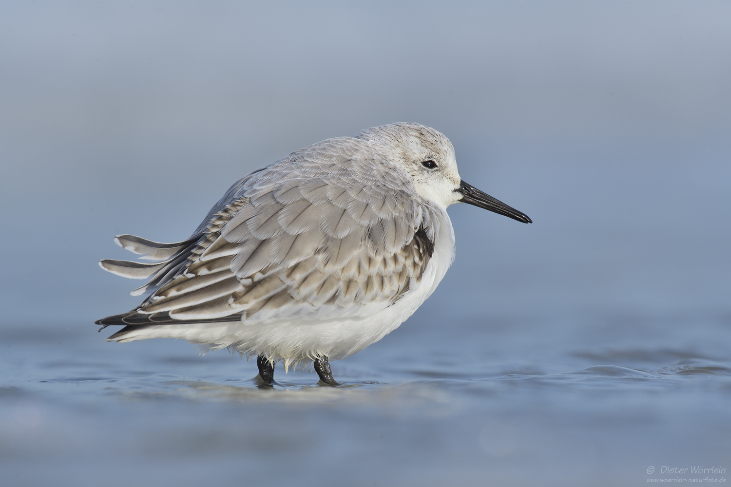 Sanderling