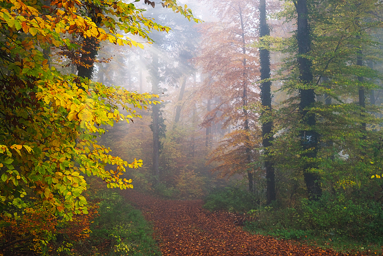 Herbstwald/Nebel/Morgensonne